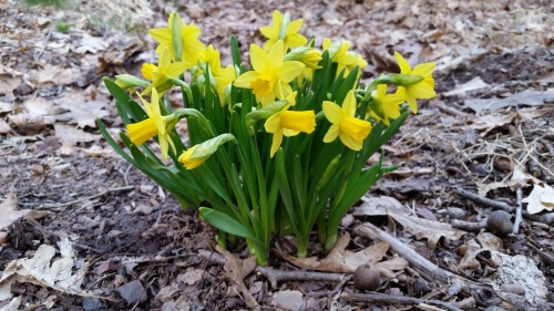 20200405 Minature Daffodils